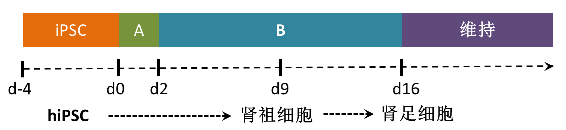肾足流程.png